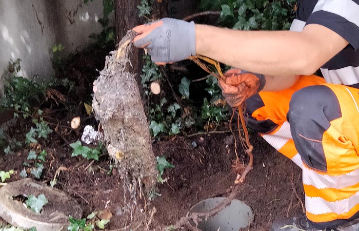 Canalisations bouchées par des racines